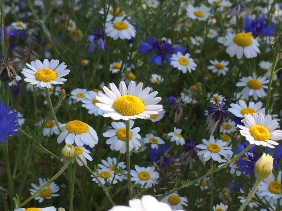 Oxeye Daisies and Cornflowers